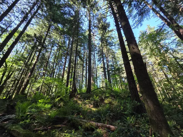 Vancouver City & Mountains Adventure — private tour by NorthLuxDrive, photo 3