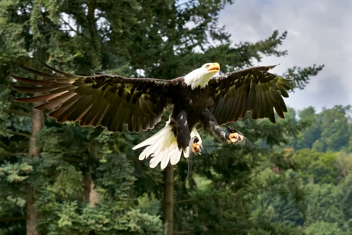 Brackendale Eagle Excursion — private Vancouver tour