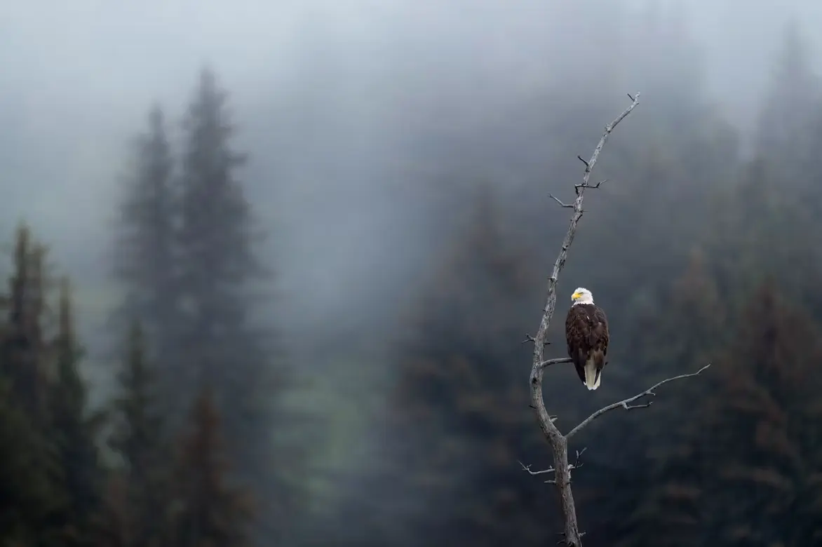 Brackendale Eagle Excursion — private tour by NorthLuxDrive, photo 2