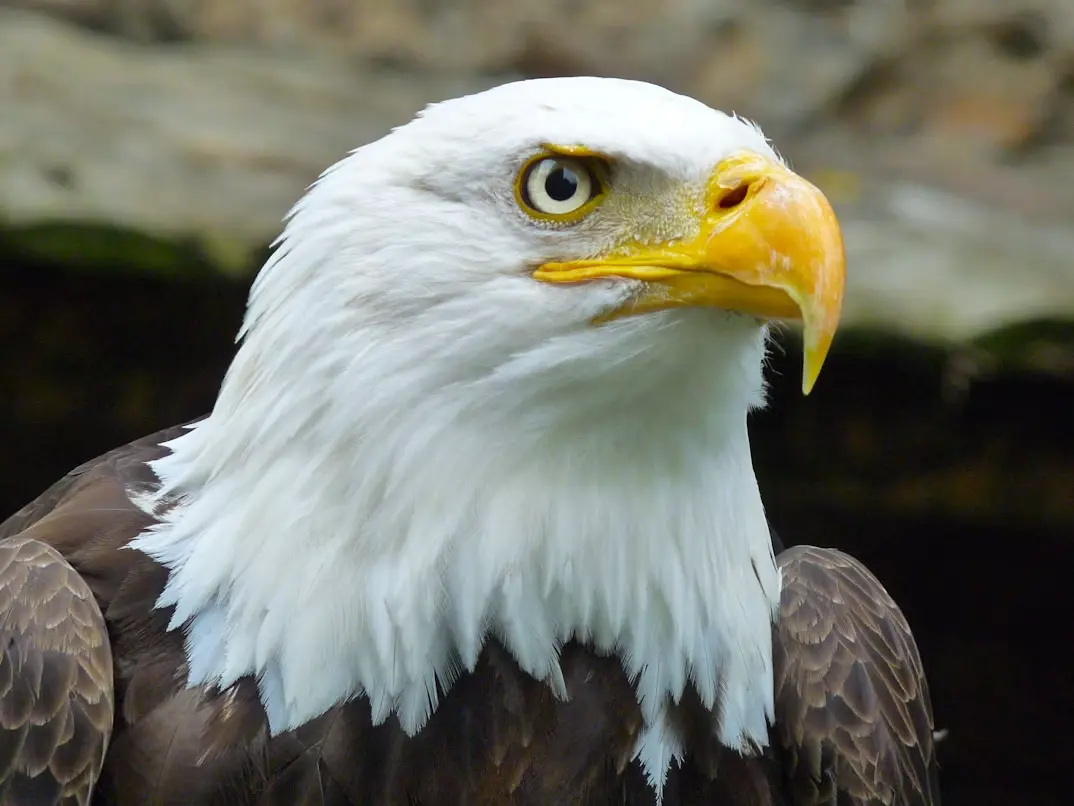 Brackendale Eagle Excursion — private tour by NorthLuxDrive, photo 3