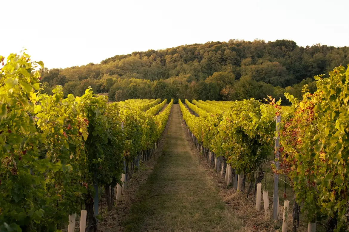 Fraser Valley Wine Country Excursion — private tour by NorthLuxDrive, photo 2